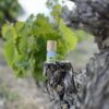 Labial de Uva y Menta