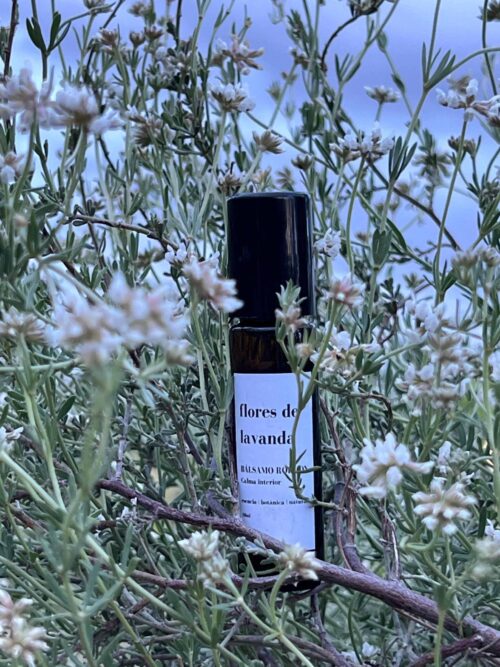 Flores de Lavanda