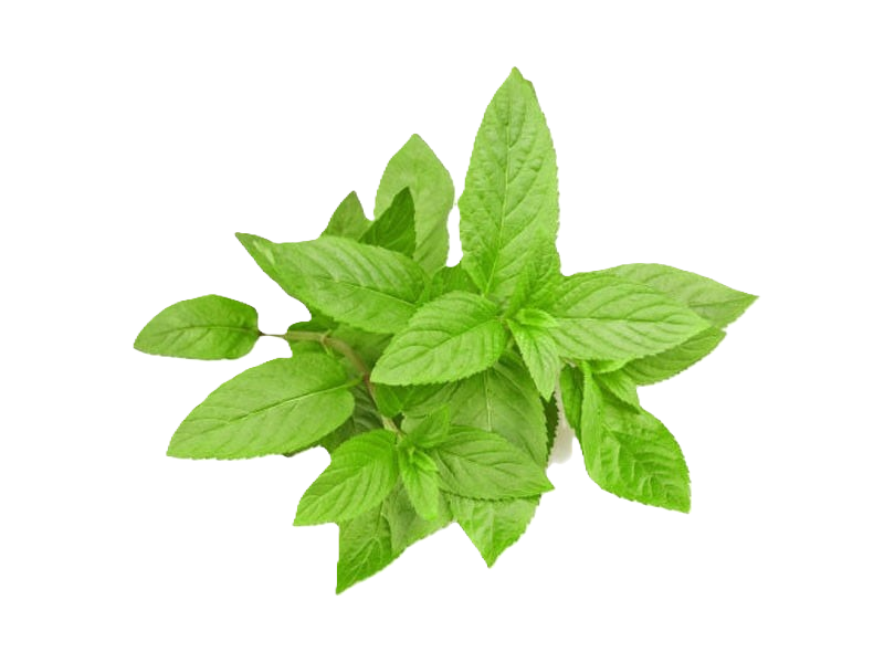 Menta Piperita